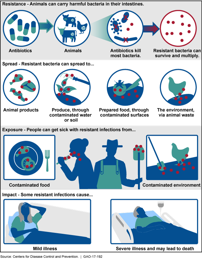 Illustration Of How Antibiotic-resistant Bacteria Can - Impact Of Antibiotic Resistance (650x834), Png Download