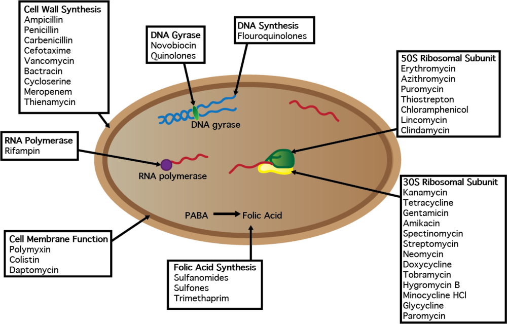 Cell W Antibiotics - Antibiotics (1000x639), Png Download