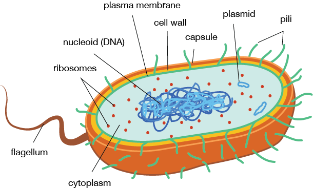 Sulfa Antibiotics Disables An Enzyme That Manages The - Prokaryotic Cell Eukaryotic Cell (610x367), Png Download