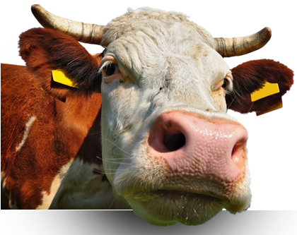 We Have A Strong Cattle History - Sky (420x333), Png Download