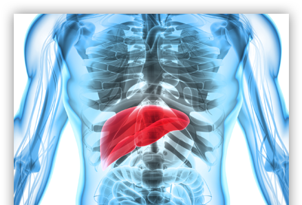 Images/sliders/liver Disease Slider - Liver And Digestive System 3d (680x307), Png Download