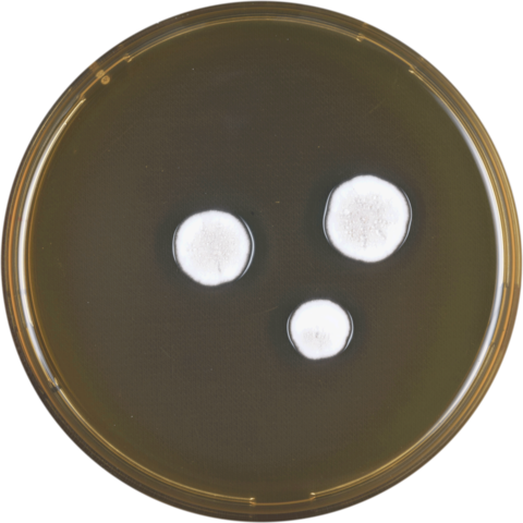 240 × 240 Pixels - Circle (480x480), Png Download