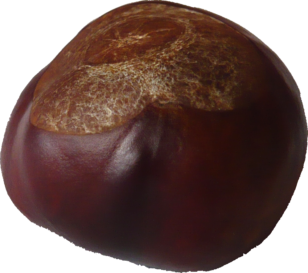 Kastanie, Conker (999x886), Png Download