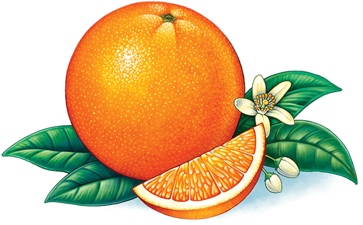 Store Display - Orange Fruit Logo Png (1200x743), Png Download
