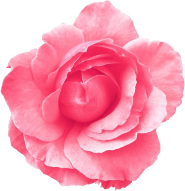Roses Transparent Tumblr - Light Blue Flower Transparent Background (400x397), Png Download
