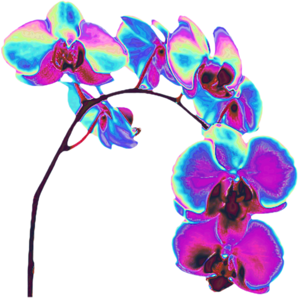 Top 10 Holographic Flowers - Orchids (1280x1280), Png Download