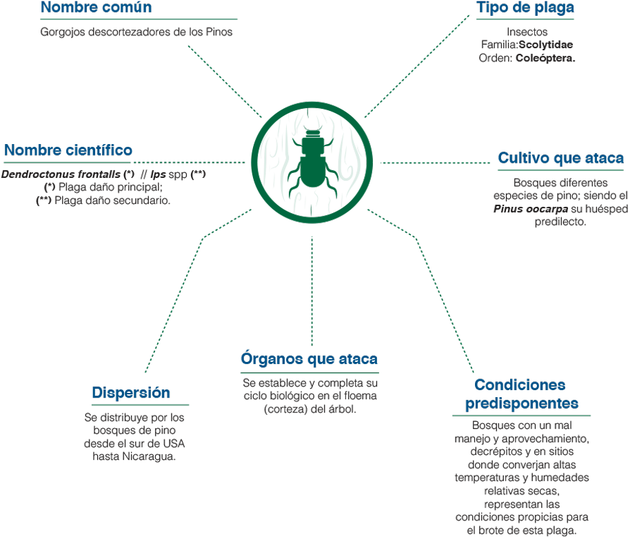 Gorgojos De Los Pinos - Americas (920x810), Png Download