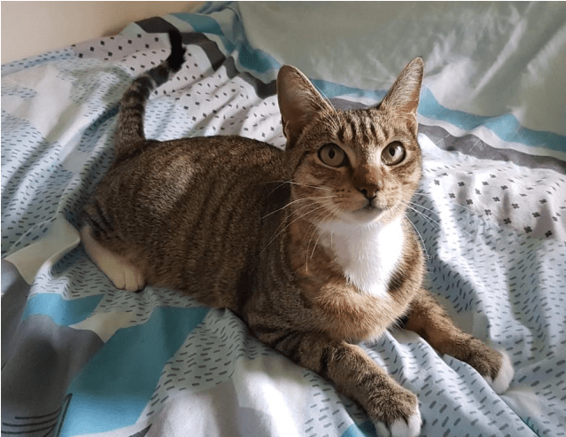 Photo Of Ac0841 Mama Bear - Domestic Short-haired Cat (638x638), Png Download