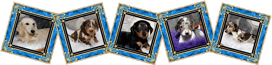 Akc, Miniature, Dachshund Puppies For Sale, - Miniature Dachshund (903x224), Png Download