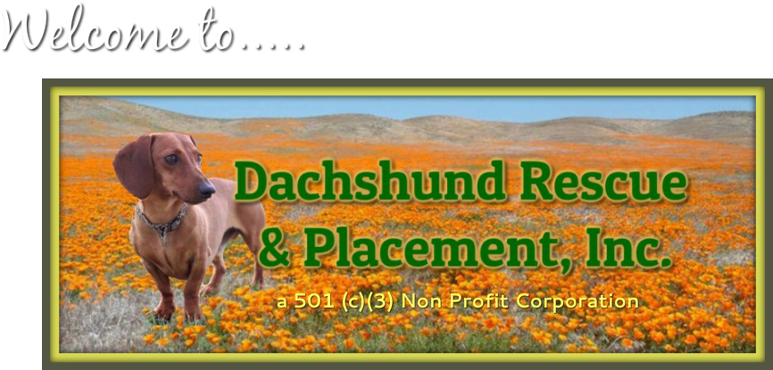 Dachshund Rescue And Placement, Inc - Washington (882x427), Png Download