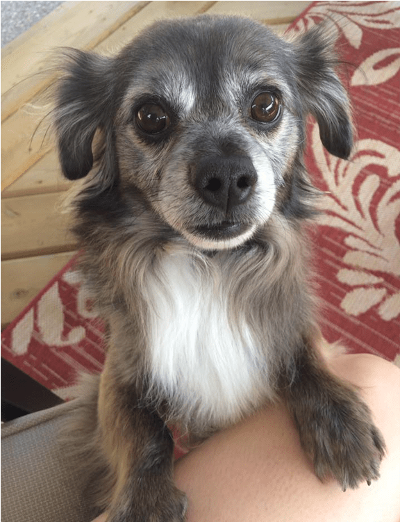 He Is A 7 Year Old, Neutered Male, Dachshund, And He's - Companion Dog (800x750), Png Download