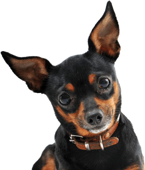 Miniature Pinscher - Black Mini Pinscher (565x585), Png Download