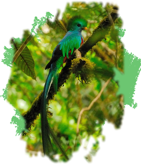 Birding And Wildlife Observation - Quetzal (466x540), Png Download
