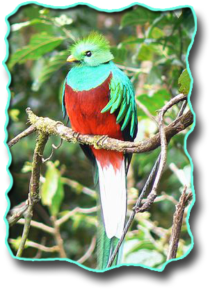 Der Kleine Quetzal - Resplendent Quetzal (309x421), Png Download