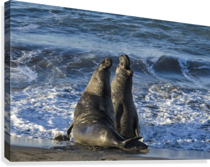 Northern Elephant Seal On The Central California Coast - Poster: Manatee, Beach, 61x41in. (429x342), Png Download