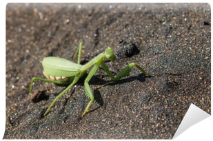 Detail Of Praying Mantis On Volcanic Sand Wall Mural - Sand (400x400), Png Download