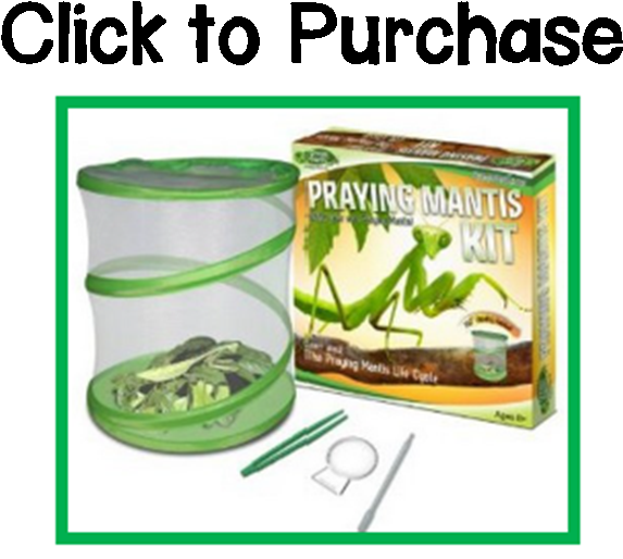 Raising Butterflies, The Schroeder Page - Fascinations 12618360 Zilla Green Earth Praying Mantis (677x535), Png Download