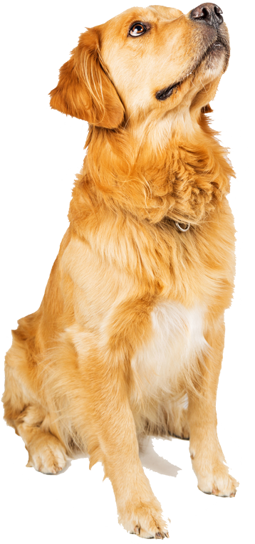 Ada Service Dog Business Training - Golden Retriever (358x764), Png Download