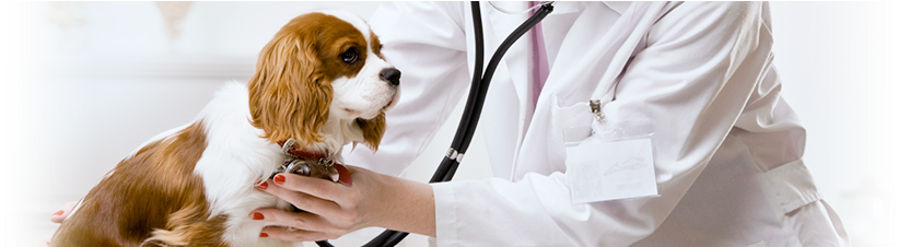 Home > Services > Service Dog Discount - Veterinarians Working With Animals (940x225), Png Download