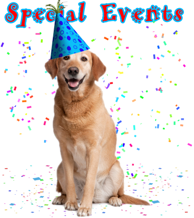 Service Dogs Alabama Hosts Various Events Throughout - Zenpet Pro Collar Comfy Pet E-collar (400x450), Png Download