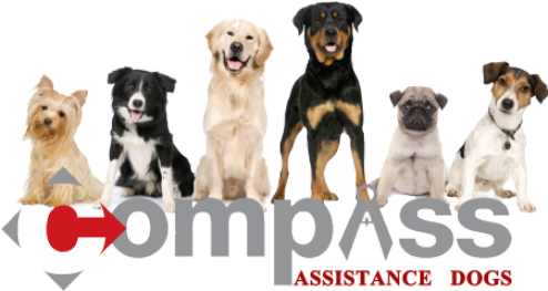 Compass Assistance Dogs Service Dogs For People With - 40 45 Pound Dogs (500x300), Png Download