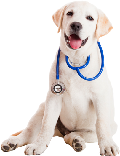 9 Halloween Safety Tips For Your Pets - Practical Handbook Of Veterinary Homeopathy (426x557), Png Download