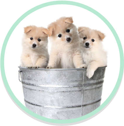 Self Service Dog Wash - Puppies (483x483), Png Download