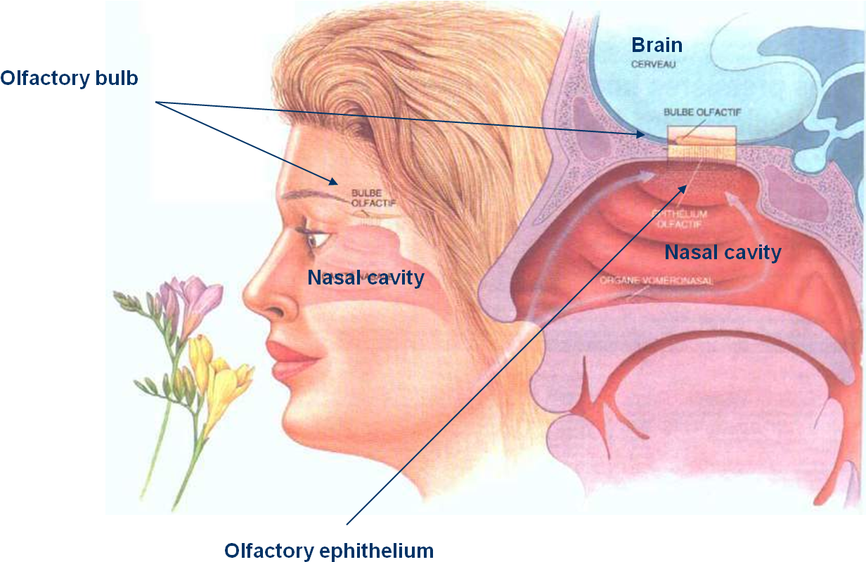 Odor - Perception[2] - Sentido Del Olfato Png (1251x810), Png Download