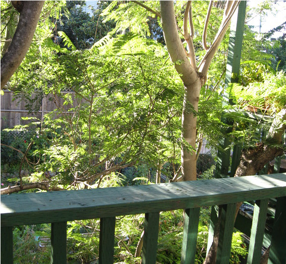 Sunny Flat With View Of Oakland Bay Bridge - Tree (800x533), Png Download