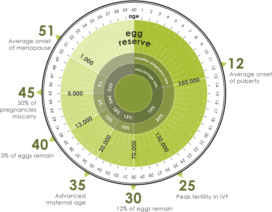 Egg Reserve - Infertility (1000x810), Png Download
