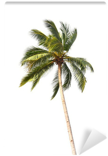 Wallmonkeys Wall Decals Wallmonkeys Coconut Tree Peel (400x400), Png Download