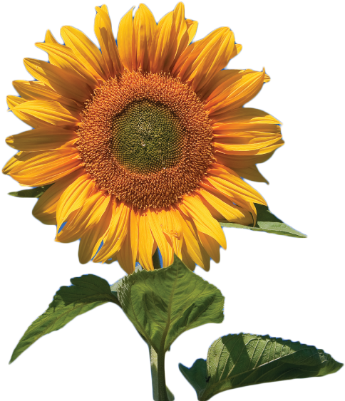 Skyscraper Giant Sunflower 50+ Seeds (792x612), Png Download