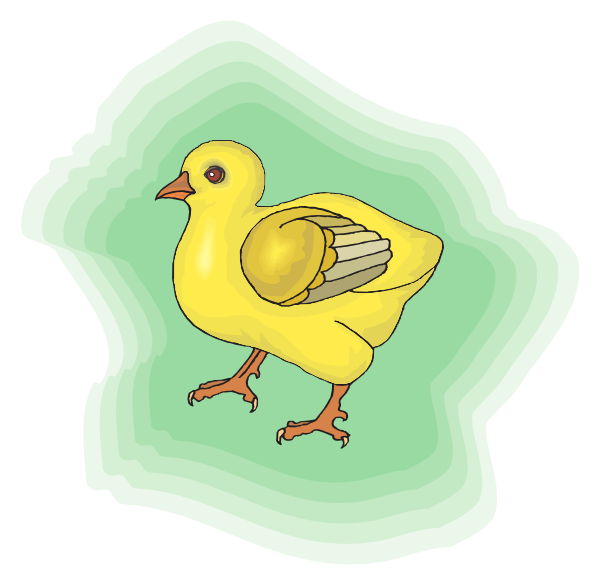 How To Set Use Baby Chick With Green Background Clipart - Chicken (600x585), Png Download
