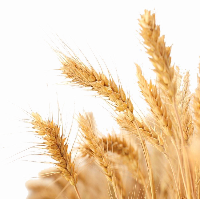 Wheat Png Image Background - Background Image For Baisakhi (650x645), Png Download