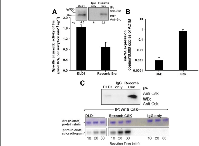 Src Is Over Activated In Dld1 Colorectal Cancer Cells - Cell (850x501), Png Download