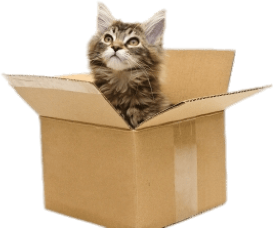 Cat Clipart Box - Cat Is In The Box (850x564), Png Download