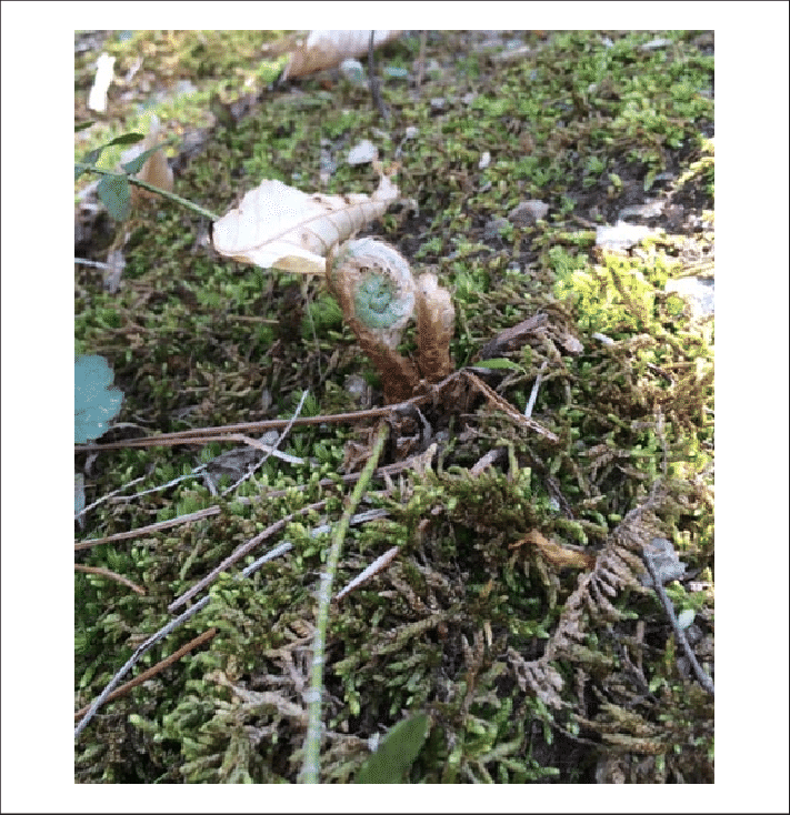 Fiddlehead - Grass (711x734), Png Download