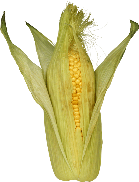Free Png Corn Png Images Transparent - Кукуруза Пнг (481x628), Png Download