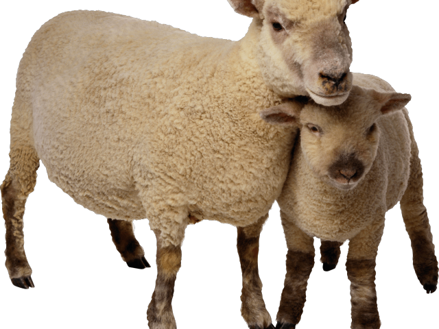 Goat Png Transparent Images - Sheep And Goat Png (640x480), Png Download