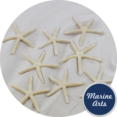 Starfish Bleached Small - Beach (395x395), Png Download