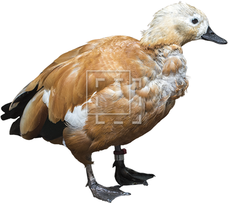 Parent Category - Duck (450x450), Png Download