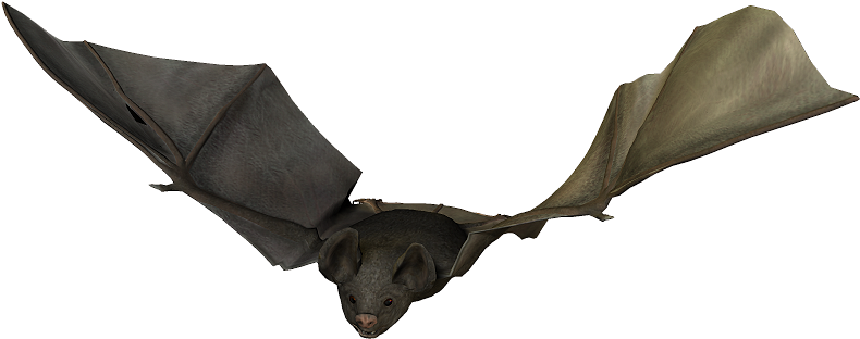 Bats - Photograph (800x700), Png Download