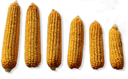 Eliminating Early-season Weed Competition Is A Critical - Weed (556x362), Png Download