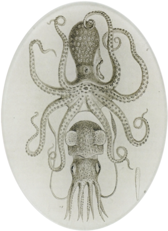 Squid & Octopus Squid & Octopus - Squid & Octopus Oval Plate (500x500), Png Download