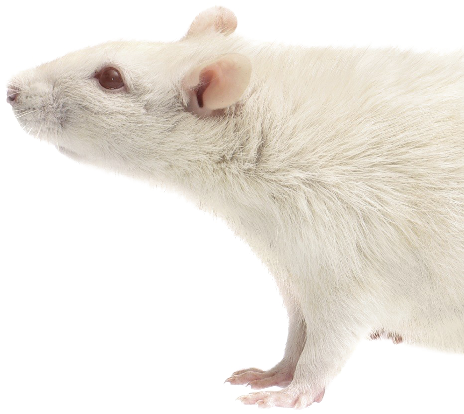 Rat Download Transparent Png Image - Portable Network Graphics (981x981), Png Download