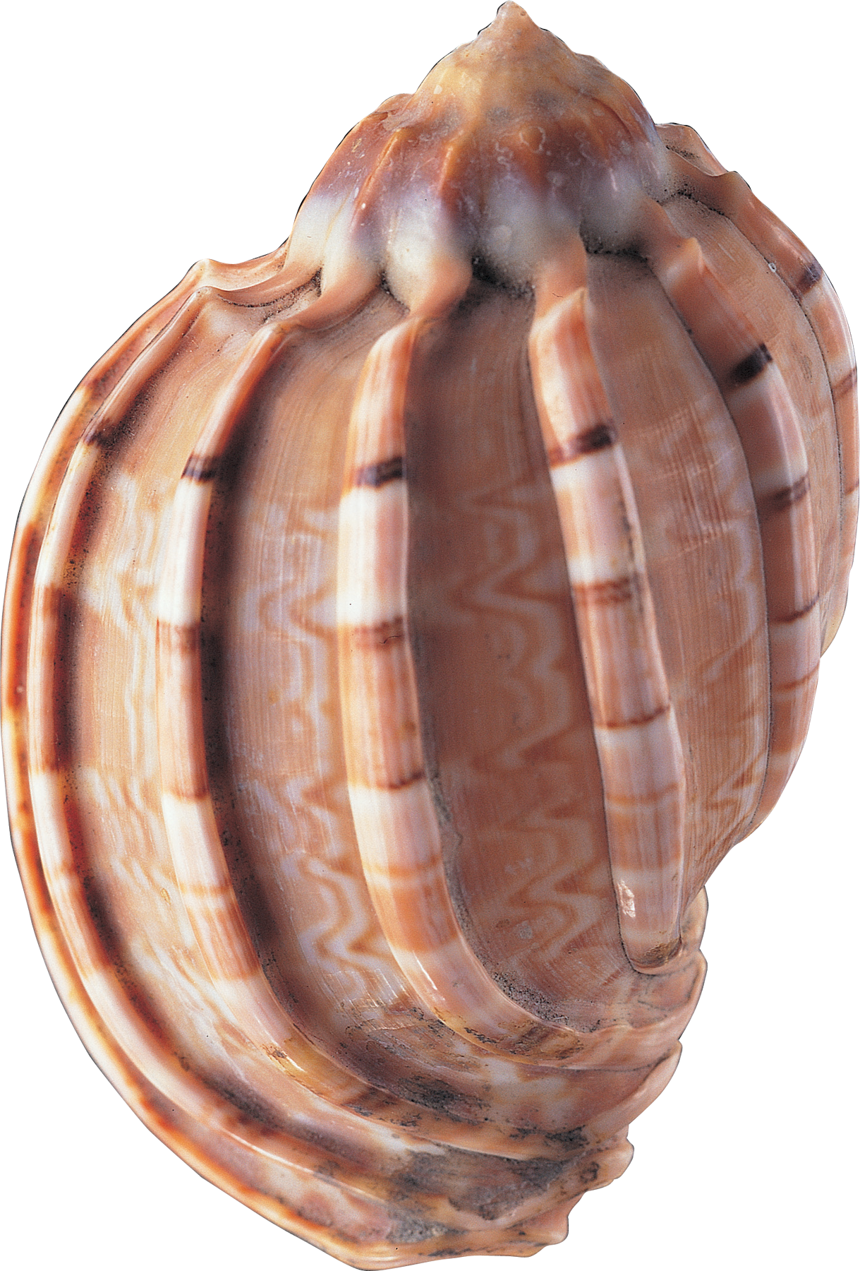 Seashell Png - Sea Shells (1219x1800), Png Download