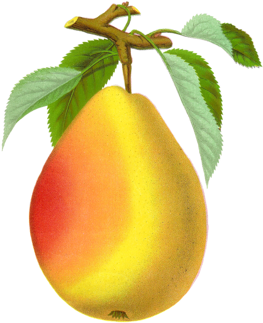 Pear Transparent Png - Vintage Pear Png (1000x1257), Png Download