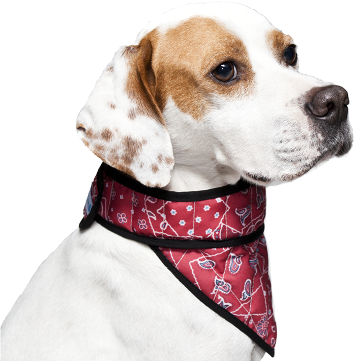 Be - Cooling Bandana Dog (750x750), Png Download