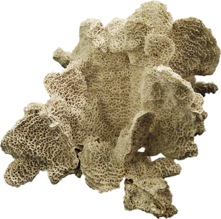 Stony Coral (455x450), Png Download