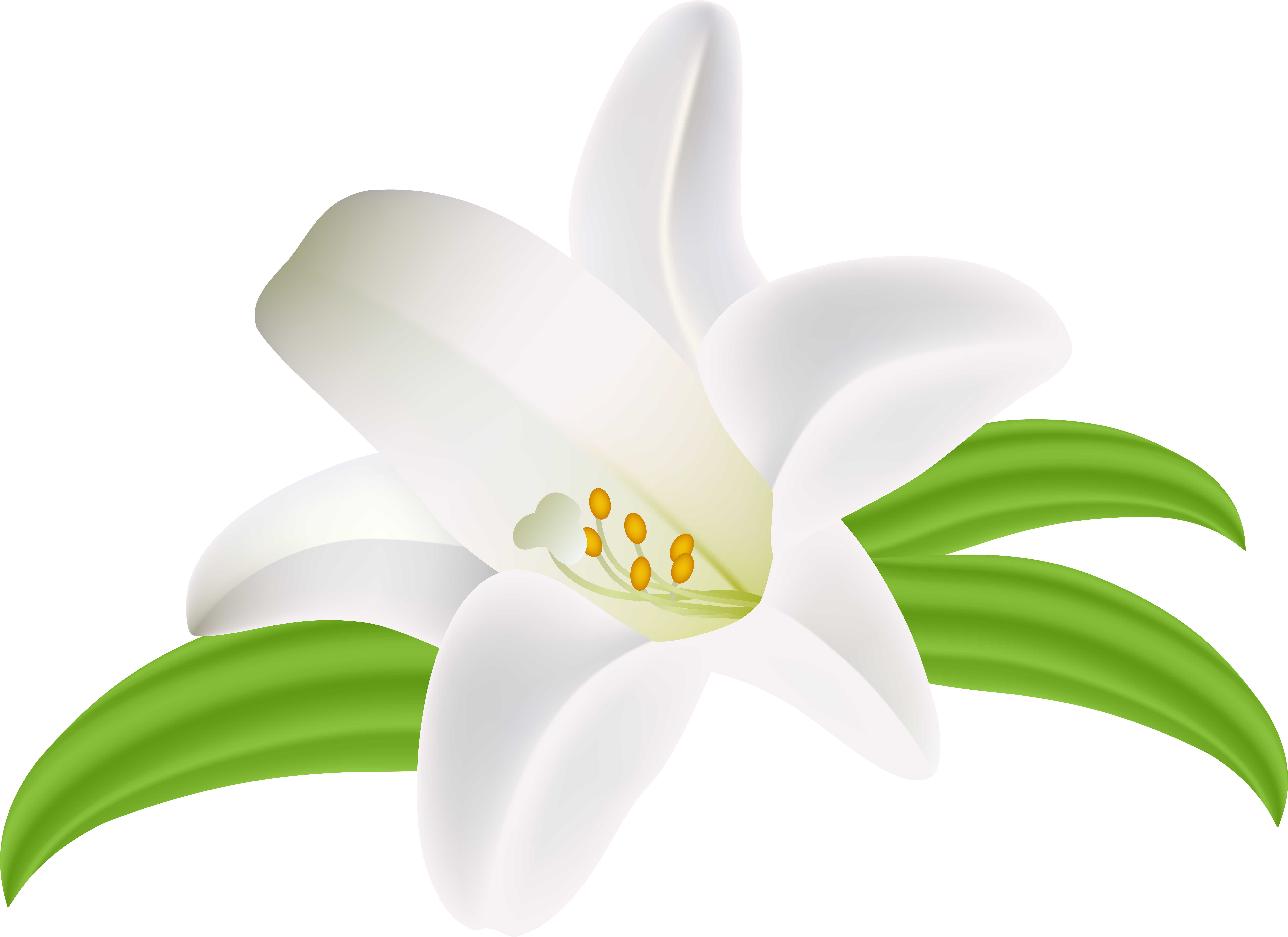 Lilium Flower Png Clipart Image - Lilium Flowers Clipart Png (8000x5817), Png Download